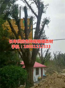 遠森銀杏苗木種植專業(yè)合作社 深耕銀杏產(chǎn)業(yè)，從苗木到果實的全鏈條發(fā)展