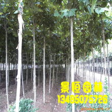 苗木與種相關(guān)產(chǎn)品批發(fā) 開啟樹木種植新篇章