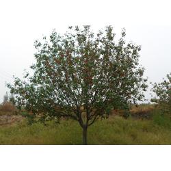 邳州市石博苗木種植專業(yè)合作社 專業(yè)樹木種植，助力生態(tài)建設(shè)與綠化發(fā)展