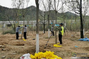 北京興延高速昌平段完成6600畝樹木栽植，構(gòu)筑京北綠色生態(tài)走廊