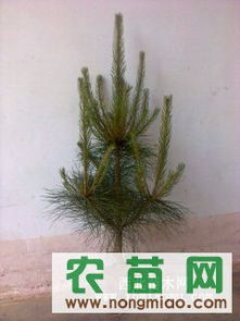 供應(yīng)各種規(guī)格營(yíng)養(yǎng)缽油松（30-120cm）——西裕村苗木基地，農(nóng)苗網(wǎng)專(zhuān)業(yè)推薦